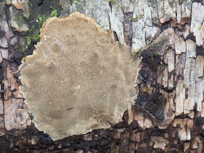 Phellinus laevigatus